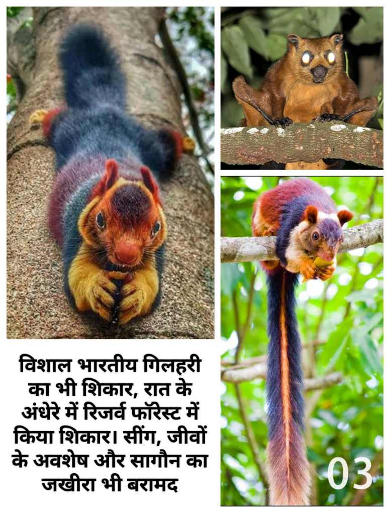 रात के अंधेरे में माहिर कुत्तों की मदद से flying🐿️squirrel का बेदर्दी से शिकार, फॉरेस्ट की एंटी पोचिंग टीम ने किया 5 शिकारियों को गिरफ्तार