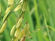 सतर्क रहें किसान बंधु : कहीं चूहों का हमला, तो कहीं दानों का रस चूसकर खोखला कर रहे धान की बालियों में बैठे गंधी बग