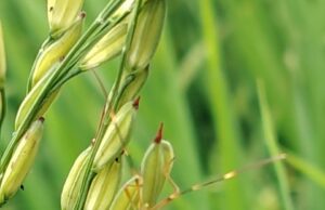 सतर्क रहें किसान बंधु : कहीं चूहों का हमला, तो कहीं दानों का रस चूसकर खोखला कर रहे धान की बालियों में बैठे गंधी बग