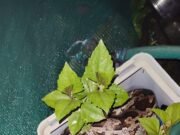 छत पर गमले के अंदर छुपा बैठा था 8 फीट का विशाल काय अजगर, सर्पमित्र ने किया रेस्क्यू