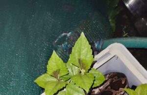 छत पर गमले के अंदर छुपा बैठा था 8 फीट का विशाल काय अजगर, सर्पमित्र ने किया रेस्क्यू