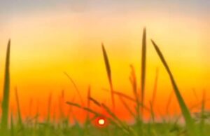 अगले माह शुरू होगी धान खरीदी, प्रति एकड़ 21 क्विंटल खरीदी, प्रति क्विंटल ₹3100 भुगतान