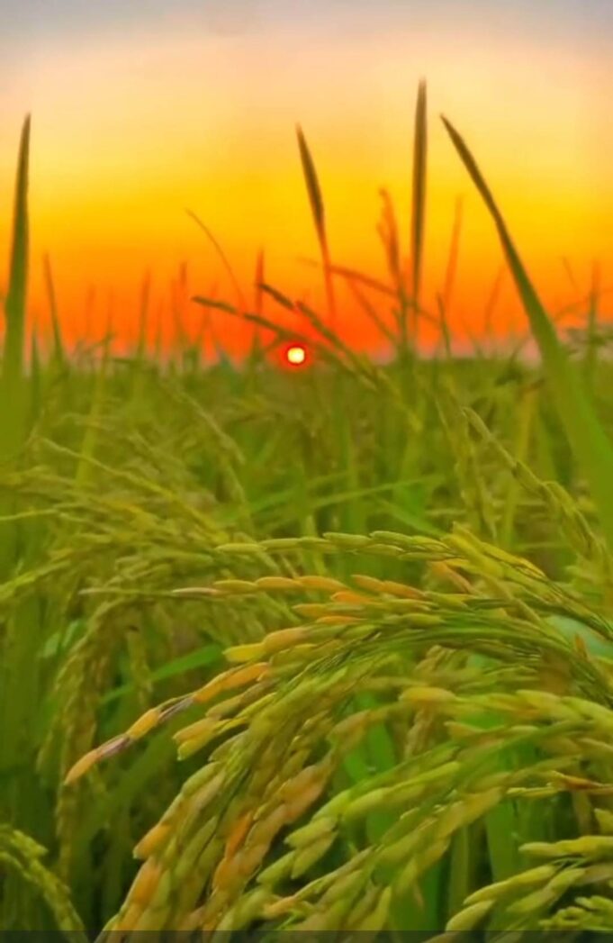 अगले माह शुरू होगी धान खरीदी, प्रति एकड़ 21 क्विंटल खरीदी, प्रति क्विंटल ₹3100 भुगतान