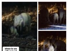 मालगाड़ी की चपेट में आया हाथी का बच्चा गंभीर रूप से घायल, गुड्स ट्रेनों के पहिए थमे, स्टेशन पर रोकना पड़ा गरीब रथ व पलामू एक्सप्रेस