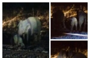मालगाड़ी की चपेट में आया हाथी का बच्चा गंभीर रूप से घायल, गुड्स ट्रेनों के पहिए थमे, स्टेशन पर रोकना पड़ा गरीब रथ व पलामू एक्सप्रेस