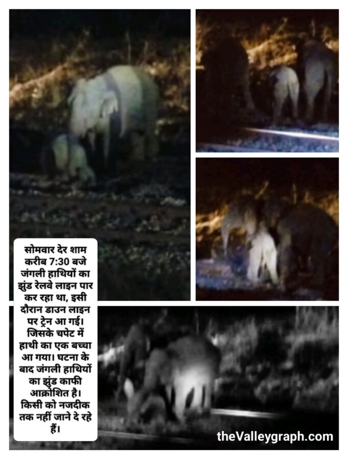 मालगाड़ी की चपेट में आया हाथी का बच्चा गंभीर रूप से घायल, गुड्स ट्रेनों के पहिए थमे, स्टेशन पर रोकना पड़ा गरीब रथ व पलामू एक्सप्रेस